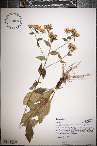 Sericocarpus asteroides image