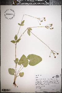 Zizia aptera image