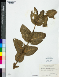 Asclepias humistrata image