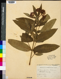 Asclepias incarnata subsp. pulchra image