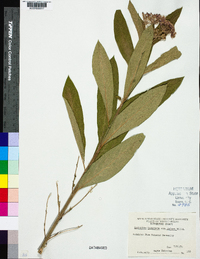 Asclepias incarnata subsp. pulchra image