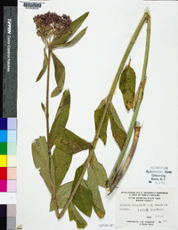 Asclepias incarnata subsp. pulchra image