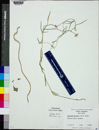 Cynanchum angustifolium image