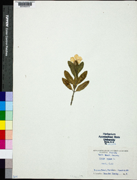 Catharanthus roseus image