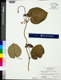 Matelea carolinensis image