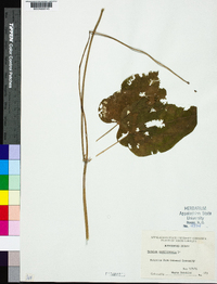 Matelea carolinensis image