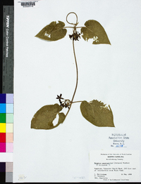 Matelea carolinensis image