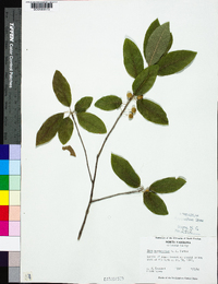 Ilex amelanchier image