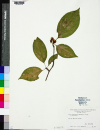 Ilex montana image