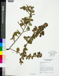 Ilex vomitoria image