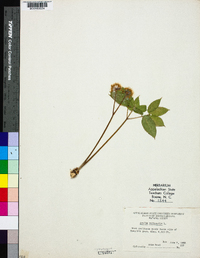 Aralia nudicaulis image