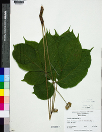 Aralia nudicaulis image