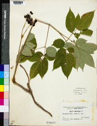 Aralia nudicaulis image