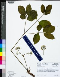 Aralia nudicaulis image