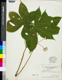 Aralia nudicaulis image