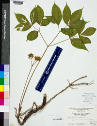 Aralia nudicaulis image