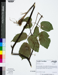 Aralia racemosa image