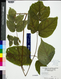 Aralia racemosa image