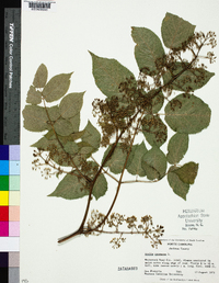 Aralia racemosa image