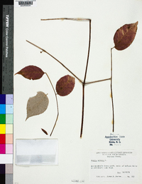 Aralia spinosa image