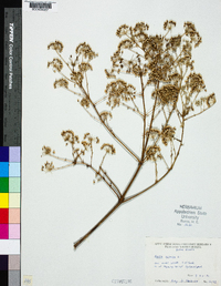 Aralia spinosa image