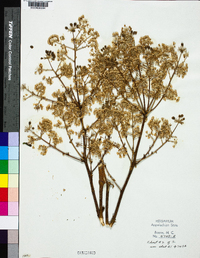 Aralia spinosa image