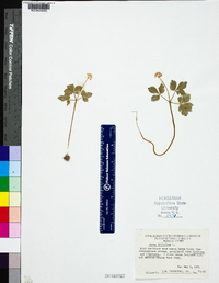 Panax trifolius image