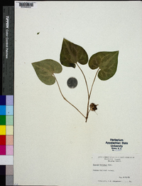 Asarum hartwegii image