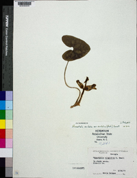 Hexastylis arifolia image