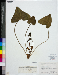 Hexastylis arifolia image