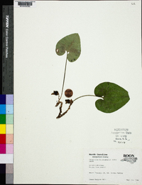 Hexastylis heterophylla image