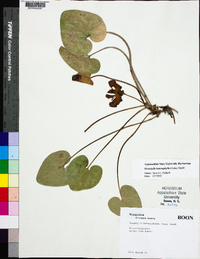 Hexastylis heterophylla image