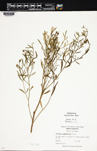 Baccharis angustifolia image