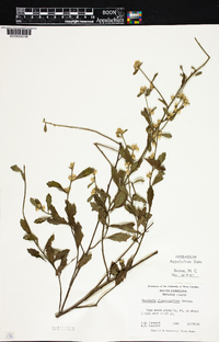 Baccharis glomeruliflora image