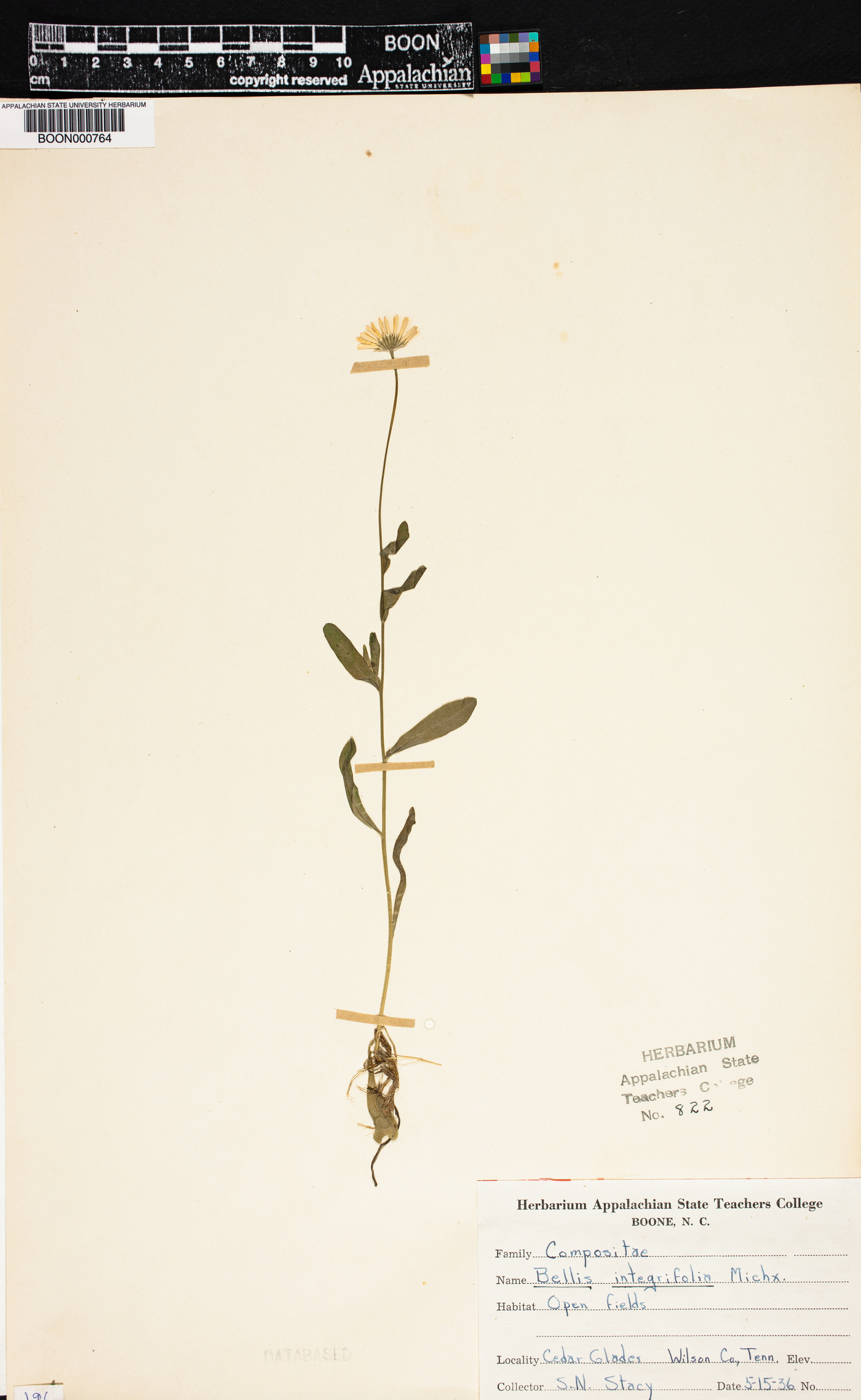 Astranthium integrifolium subsp. integrifolium image