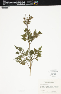 Bidens bipinnata image