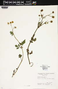 Bidens bipinnata image