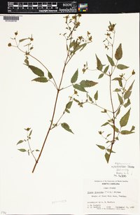 Bidens discoidea image