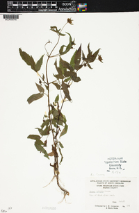 Bidens vulgata image