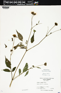 Bidens vulgata image