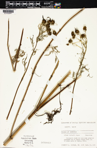 Bidens aristosa image