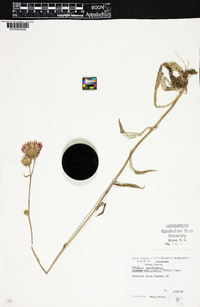 Carduus carolinianus image