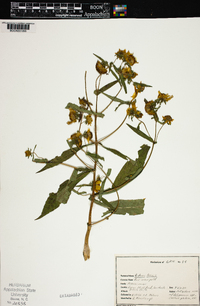 Bidens laevis image