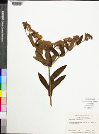 Asclepias tuberosa subsp. tuberosa image