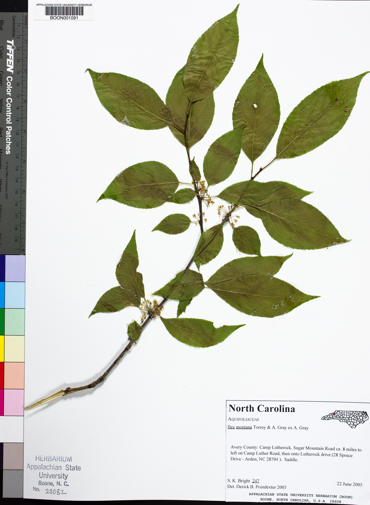 Ilex montana image