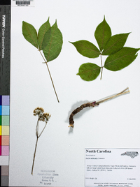 Aralia nudicaulis image