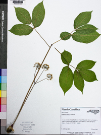 Aralia nudicaulis image