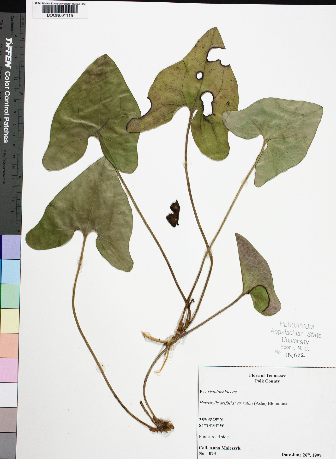 Hexastylis arifolia var. ruthii image