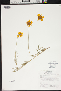 Coreopsis grandiflora image