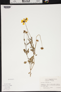 Coreopsis pubescens image